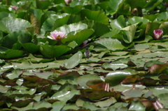蓮花に向かう