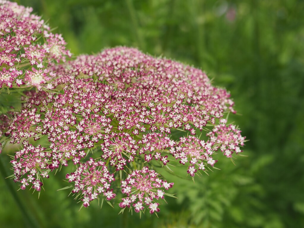 ちっちゃな花火のように