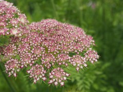 ちっちゃな花火のように
