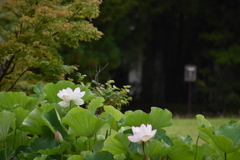 景