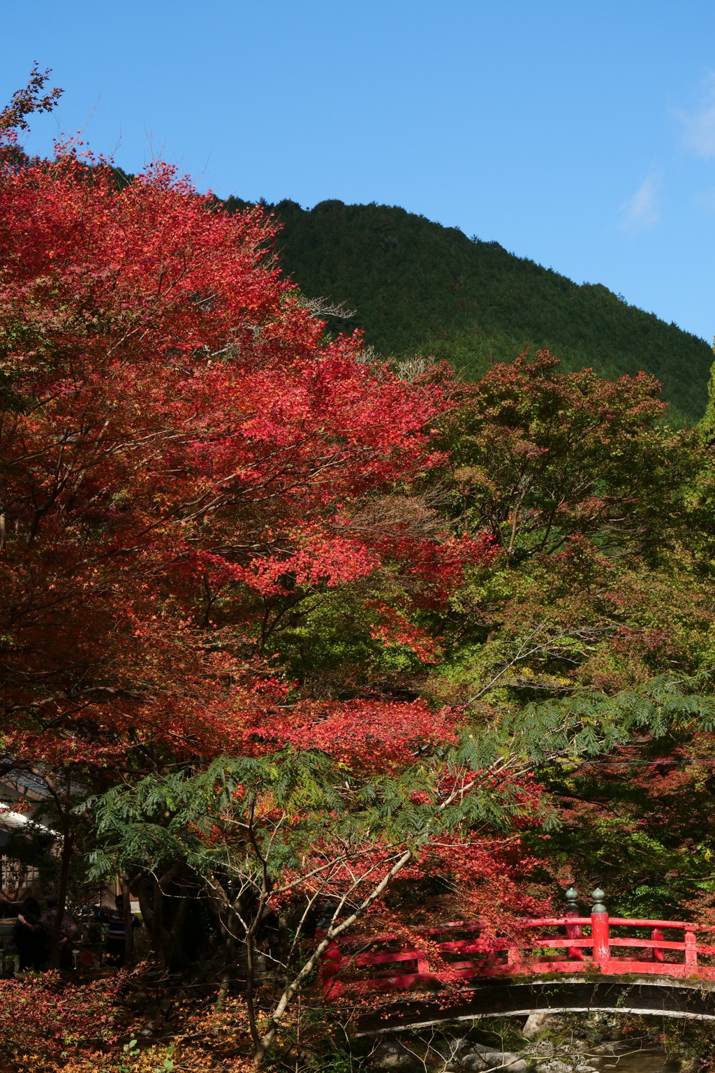 紅い葉と紅い橋