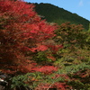 紅い葉と紅い橋