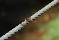 赤とんぼ