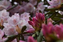 石楠花の里（4）