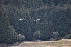 里山のなべ鶴（2）