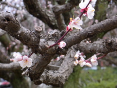 老木に咲く