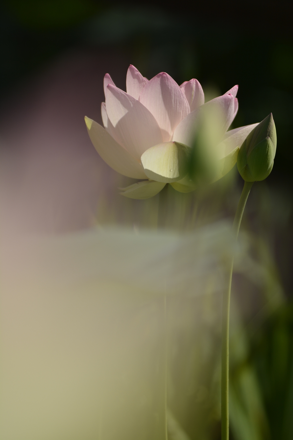 蓮華紀行（立ち姿）