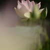蓮華紀行（立ち姿）
