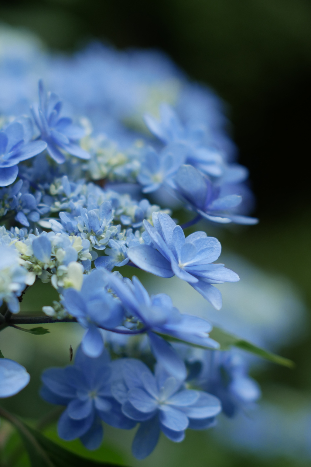 紫陽花の刻