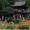 彼岸花に囲まれた古社