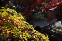 陽陰