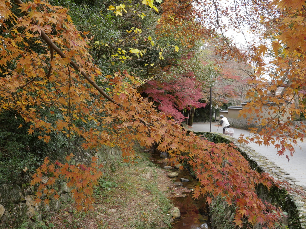 紅葉のある街で