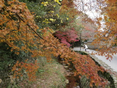 紅葉のある街で