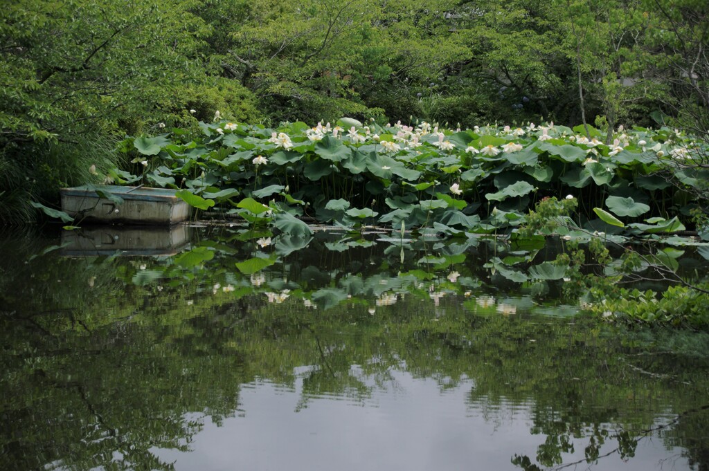 蓮のある風景