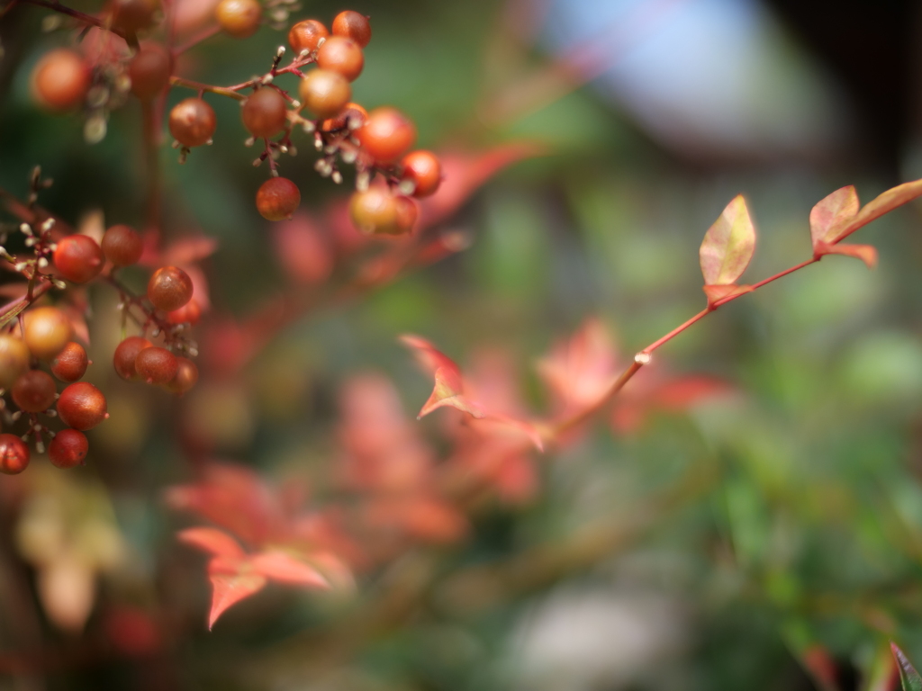 紅い葉と赤い実