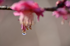 雫のレンズ