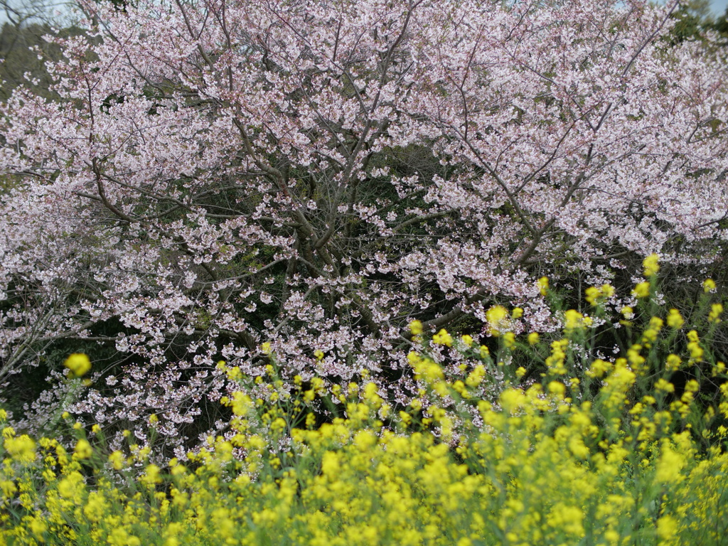 春の園
