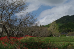 彼岸花の咲く里