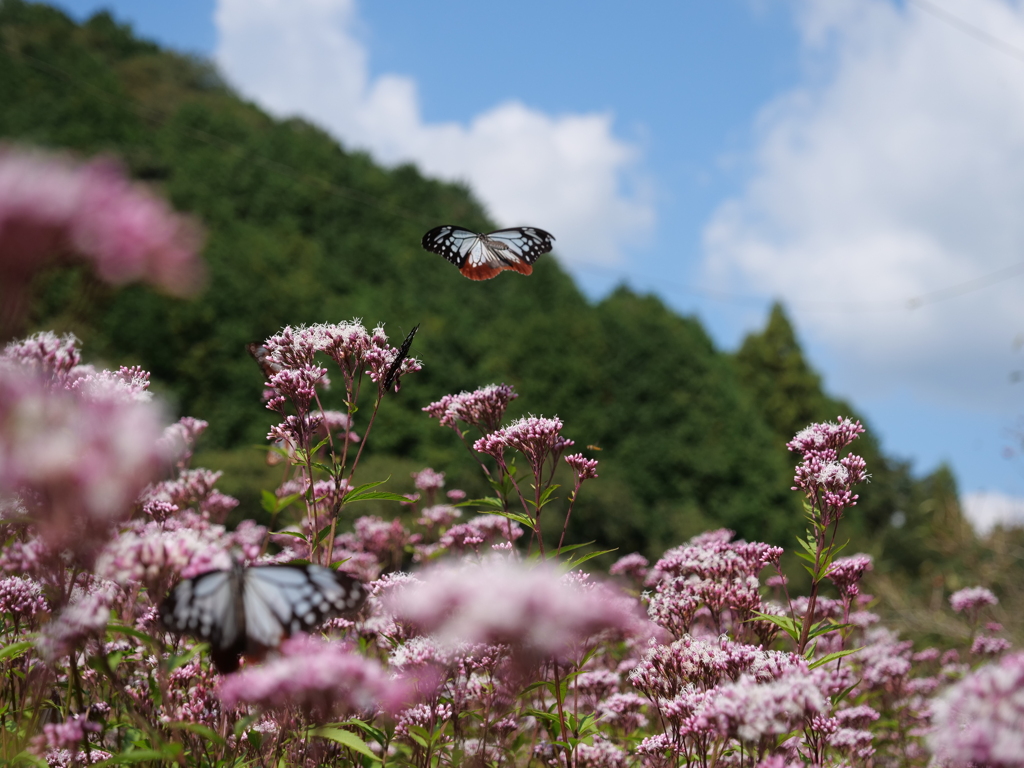 里山に舞う