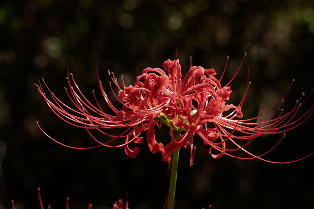 曼殊沙華