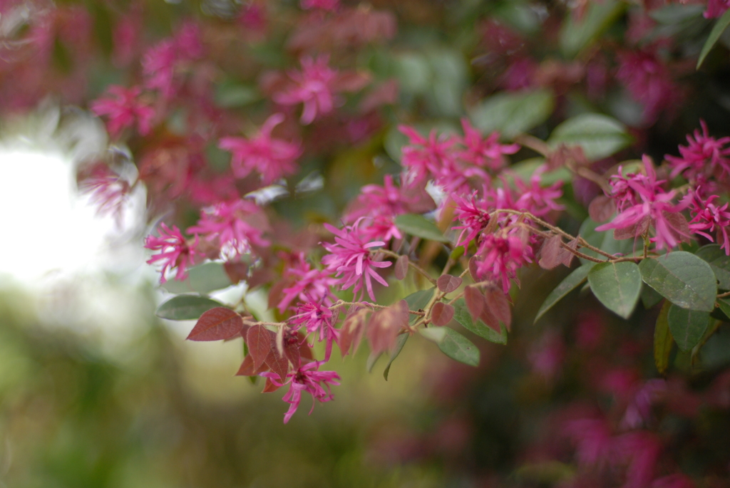 マンサクの花