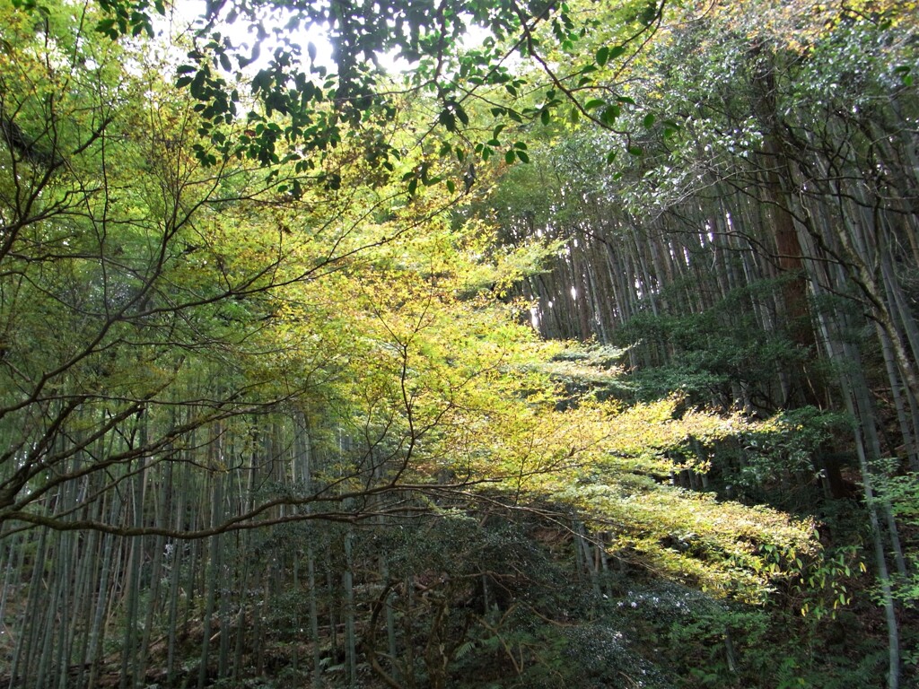 竹林の秋