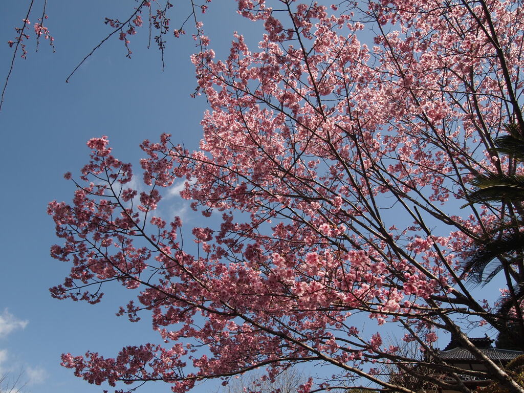 陽光桜