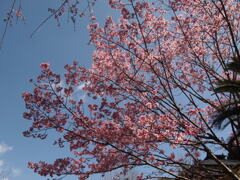 陽光桜