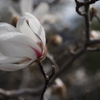 春に白い風吹く