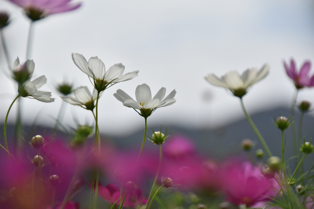 秋桜