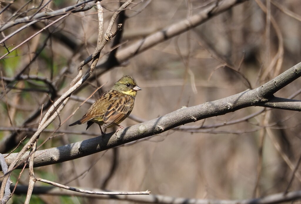 まあるい瞳でみつめられたら