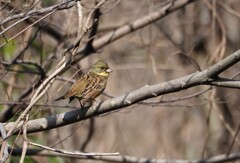 まあるい瞳でみつめられたら