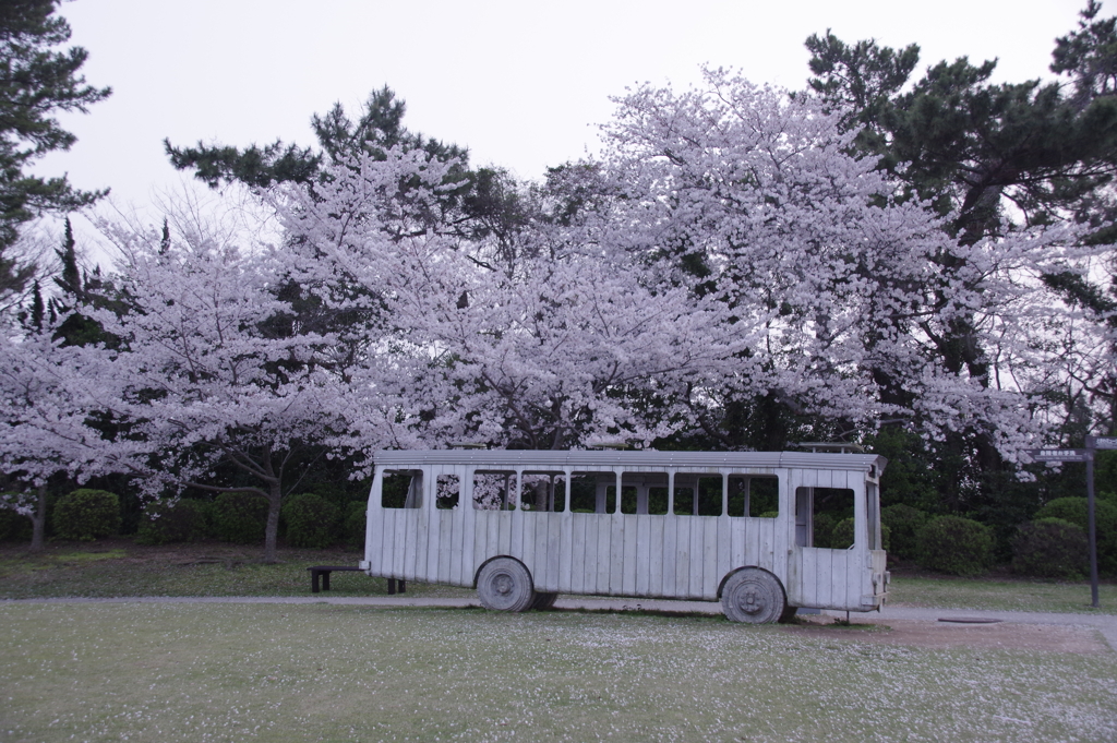 桜バス