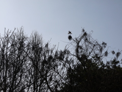 冬空のシルエット