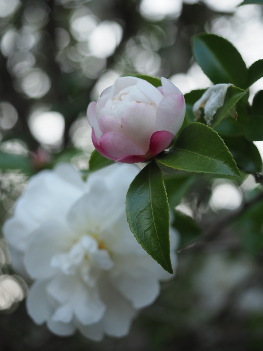 開花前の美しさ