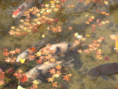 秋の水面