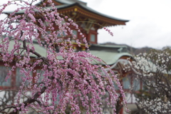 天満宮梅
