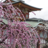天満宮梅