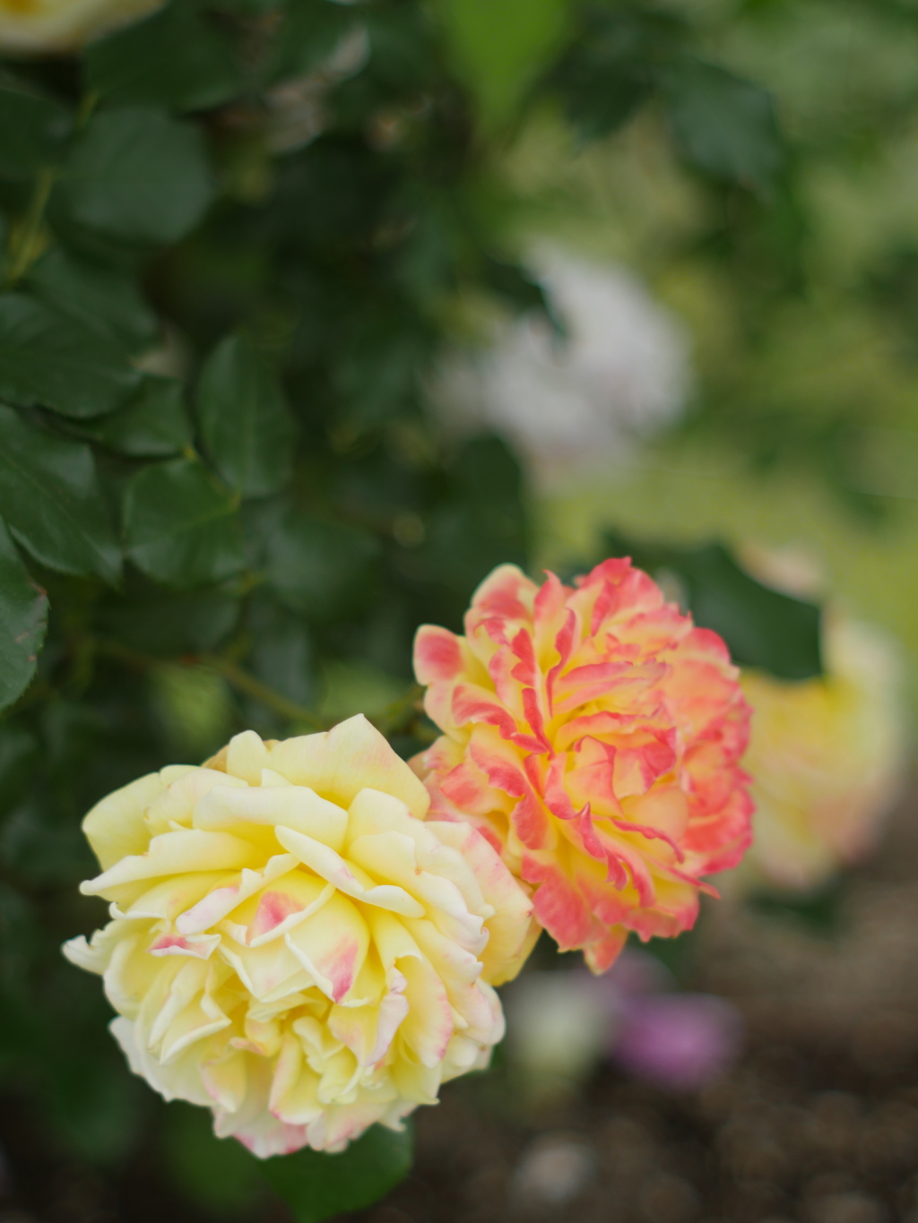 頬染めて（オールドレンズで薔薇を）