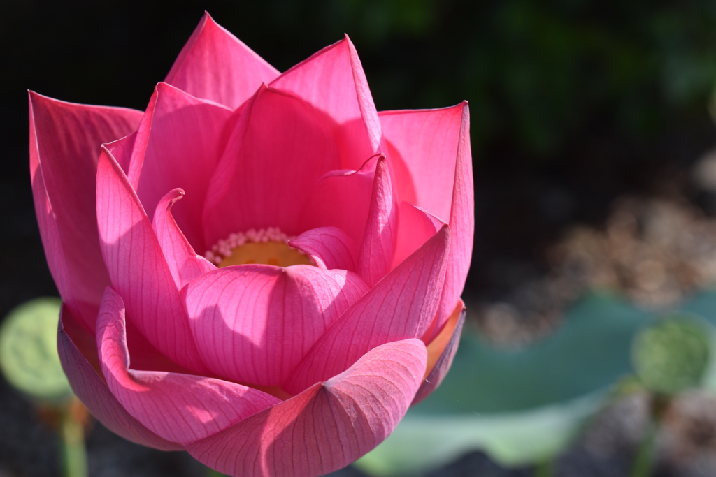 蓮の花
