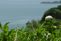 紫陽花、海を望む 紫陽花、海を望む