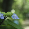 雨月の道で