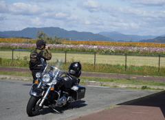 ライダーとハーレーとコスモス畑