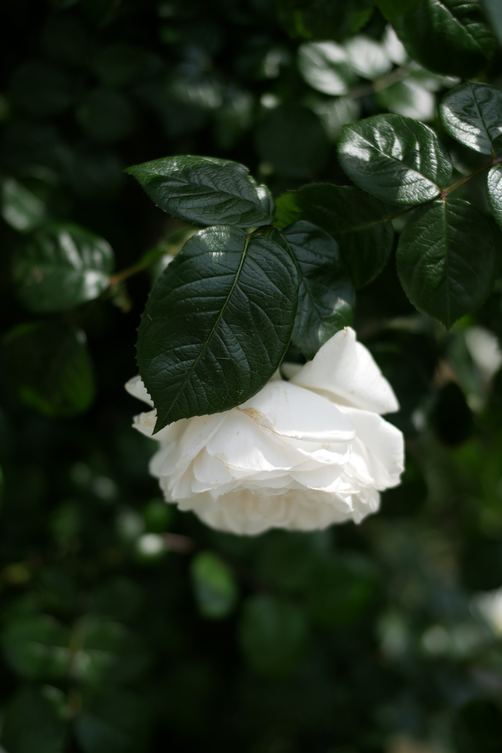 白の佇まい（空港に薔薇を撮りに行こう2025）