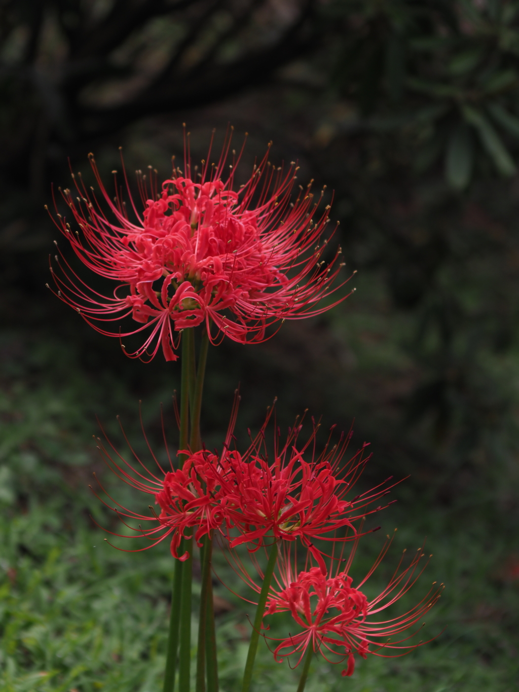 曼珠沙華