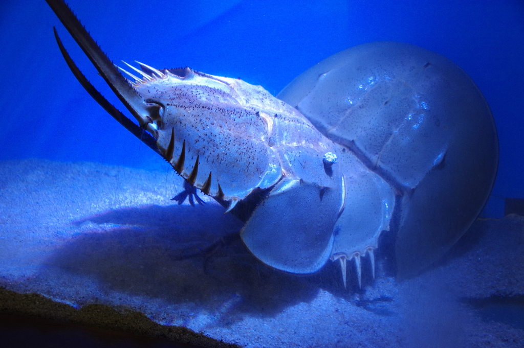 小さな、小さな水族館　なぎさ水族館から