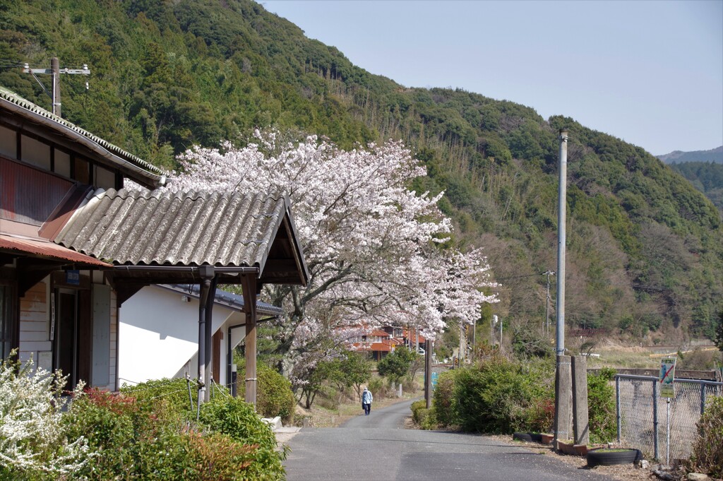 春の駅に向かう