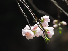 新しい春
