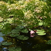 静夏