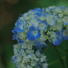 紫陽花の刻